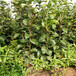 扬州市梨树苗种植