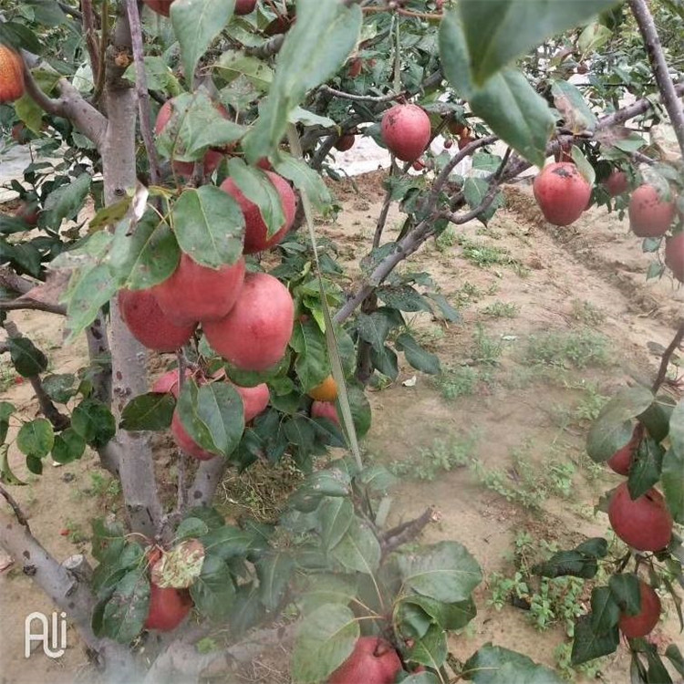 宜昌市八月红梨树苗价格
