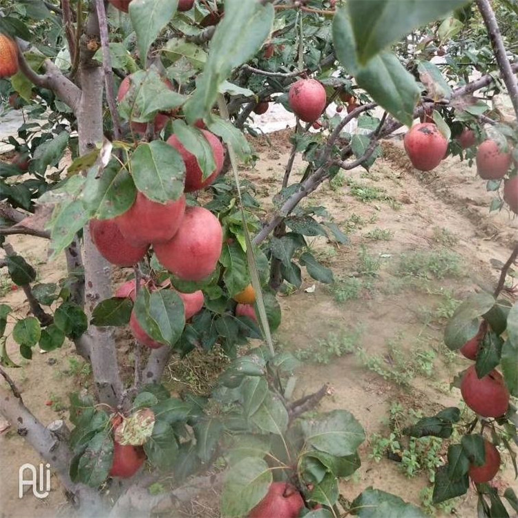 梧州市海南黄花梨树苗种植