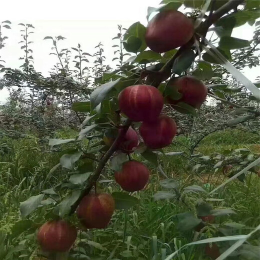 龙岩市梨苗批发价格