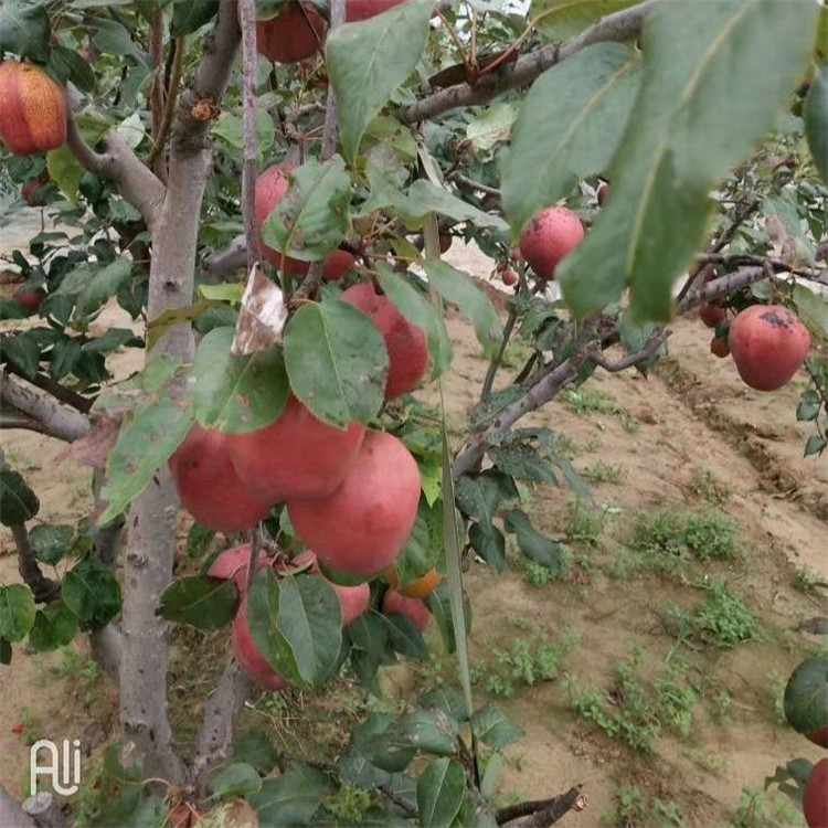 白山市南果梨树苗