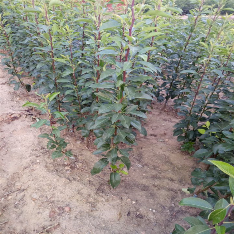 江门市梨树苗种植