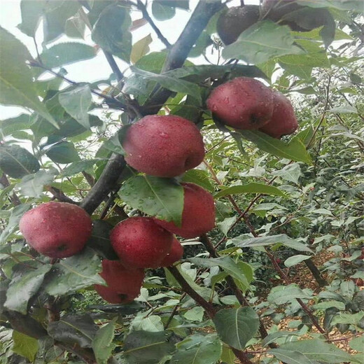汕头市苹果梨树苗
