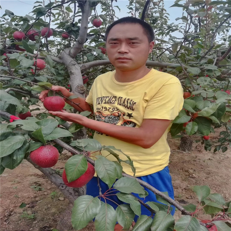 汕头市苹果梨树苗