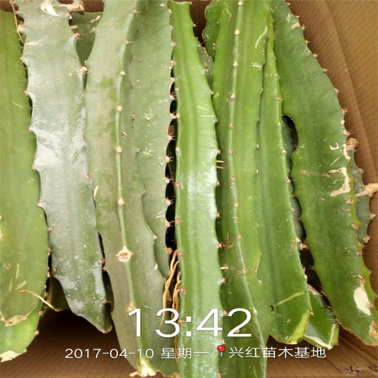 菏泽市火龙果苗多久结果