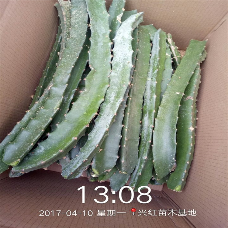 肇庆市火龙果树怎么种