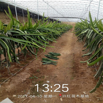 朝阳市火龙果树的种植方法