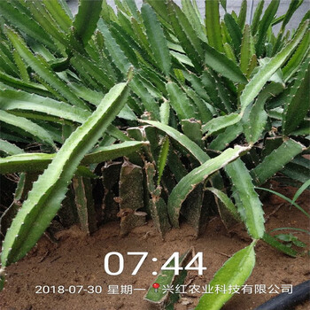 金昌市火龙果种植技术