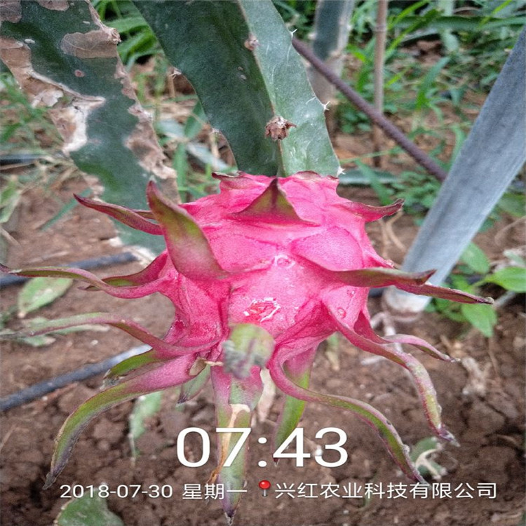 天津火龙果树种植技术