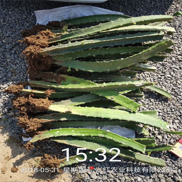 衡水市火龙果盆栽种植