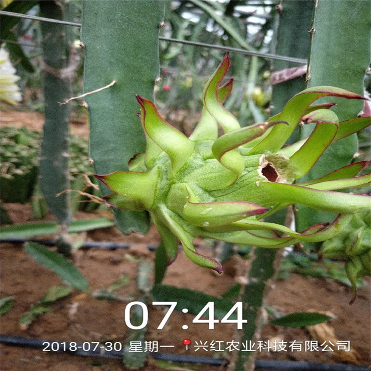 连云港市火龙果如何种植