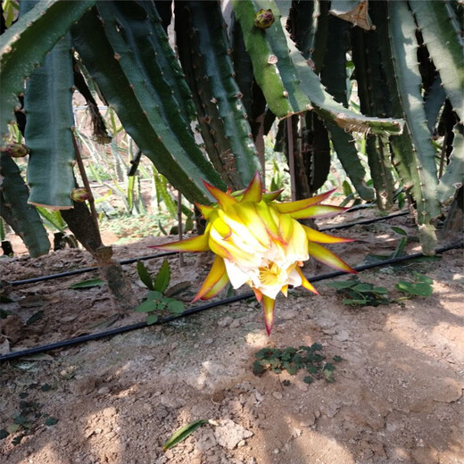 台州市火龙果盆栽种植方法