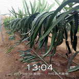 忻州市火龙果苗怎么种植图片3