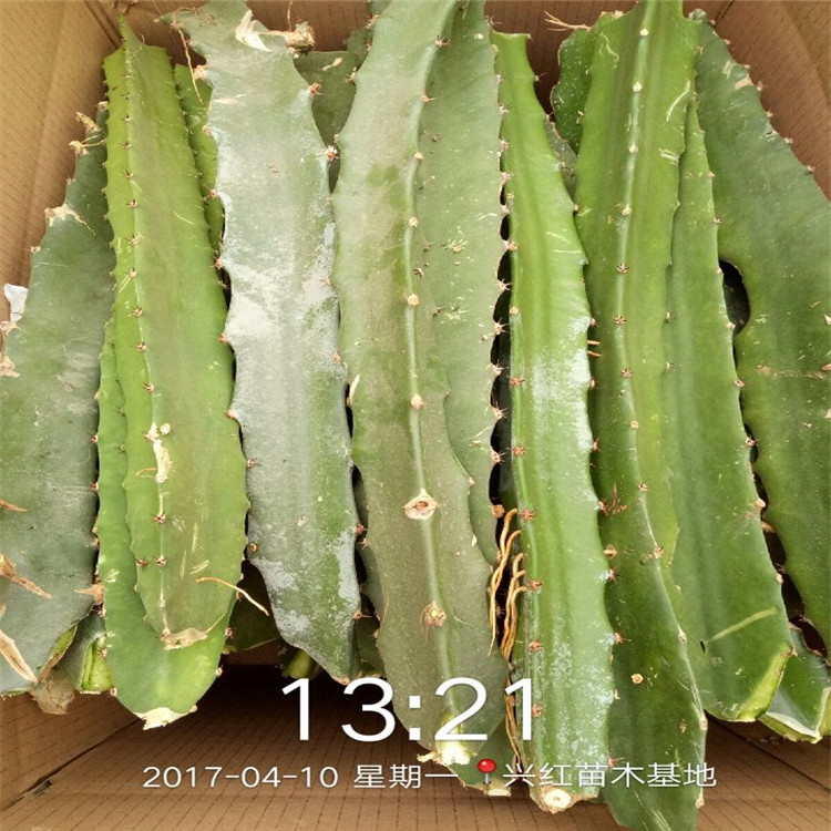 内江市盆栽火龙果图片