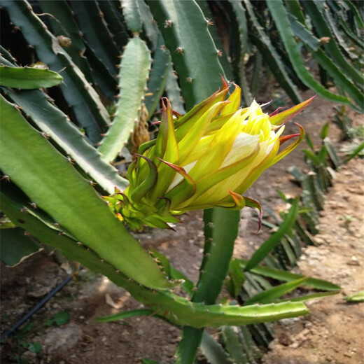 阿坝火龙果苗怎么种植盆栽