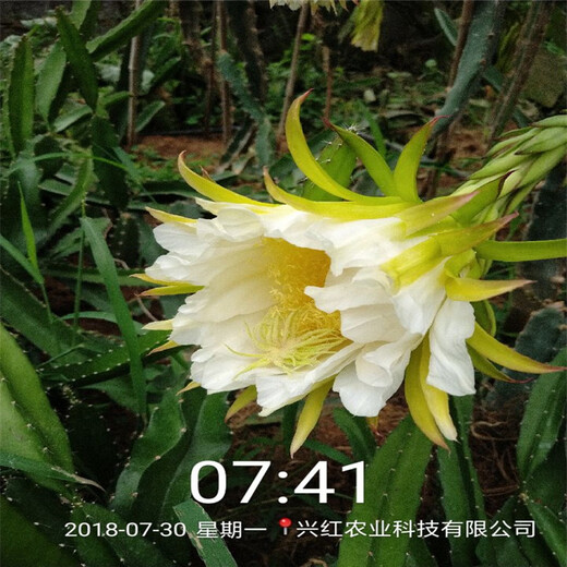 莱芜市火龙果树种植