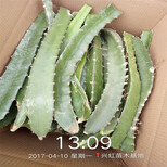 上饶市火龙果苗盆栽图片3
