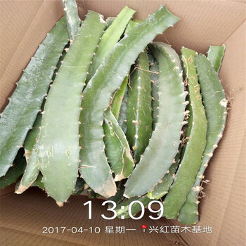 贺州市盆栽火龙果图片