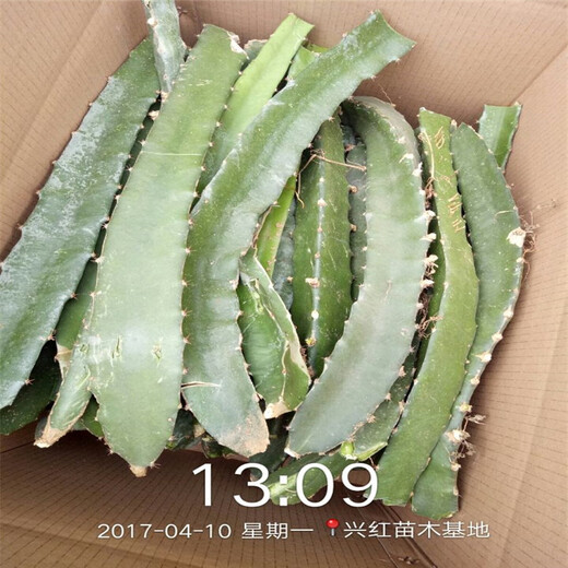 宝鸡市火龙果树种植技术