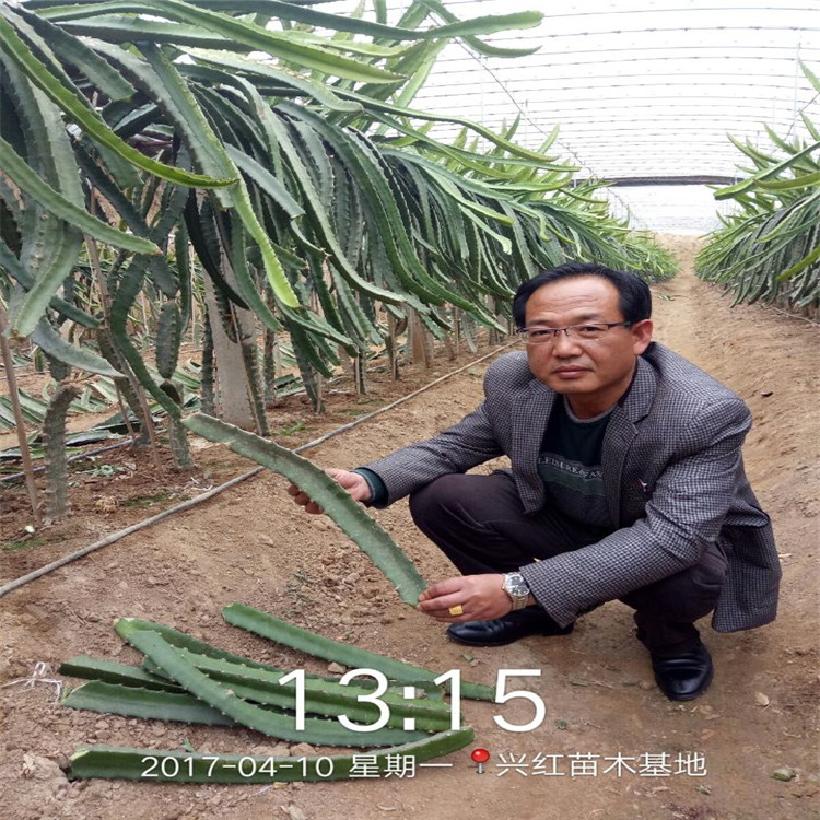 庆阳市火龙果盆栽种植