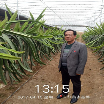 惠州市火龙果苗移植容易成活