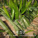 温州市火龙果苗怎么种植图片3