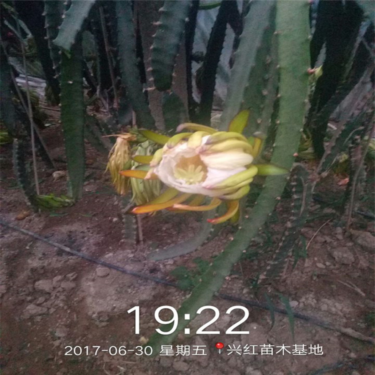庆阳市火龙果盆栽种植