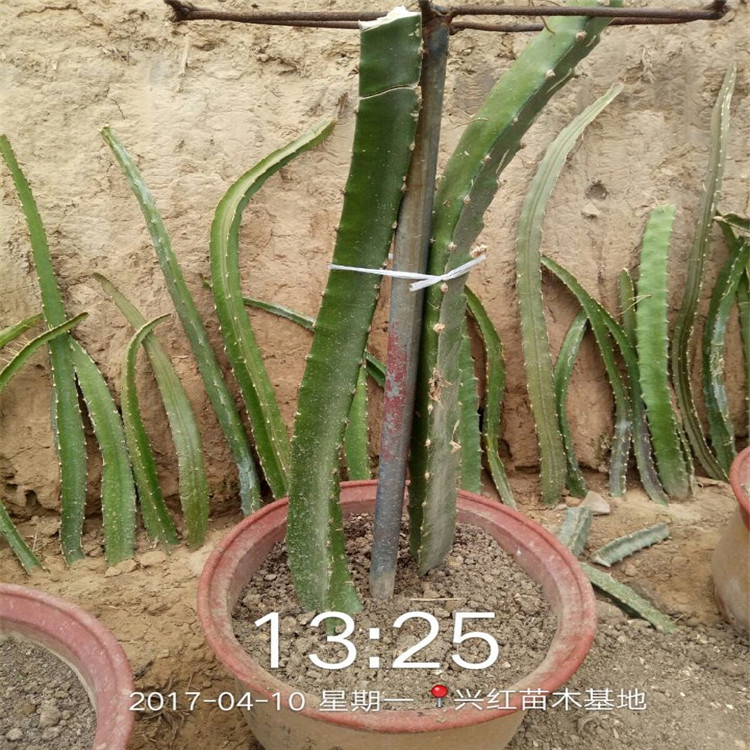 牡丹江市火龙果苗怎么种植