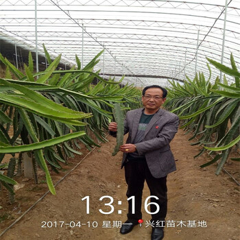 河池市火龙果苗种植盆栽方法