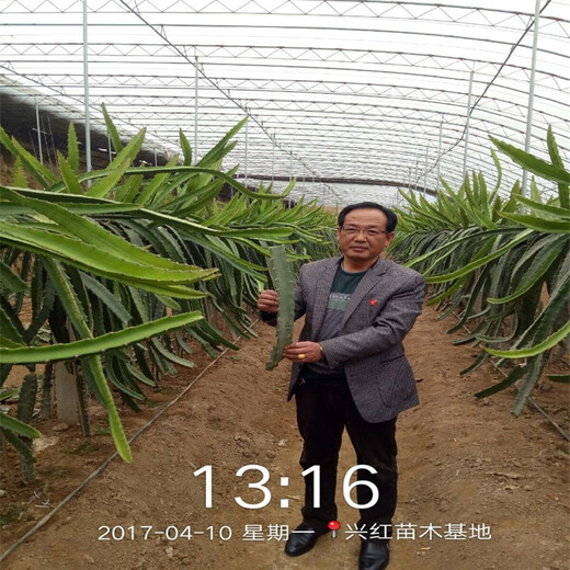 黔东南火龙果苗移植容易成活