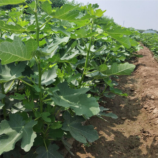 济宁市无花果的种植方法高产成活率高