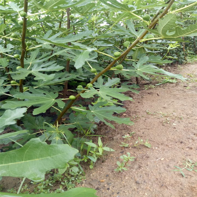 淄博市无花果种植示范基地