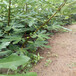 唐山市无花果的种植方法免费提供技术
