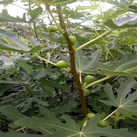 芜湖市无花果树苗哪个品种好哪里有售