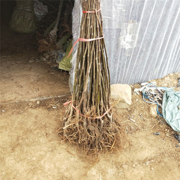 舟山市无花果树图片100棵起售