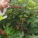 黄南无花果树苗品种优质高产成活率高