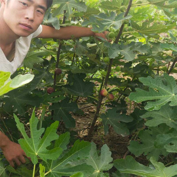 北京无花果树苗100棵起售