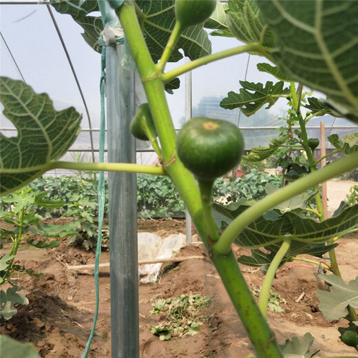 渭南市无花果树苗100棵起售