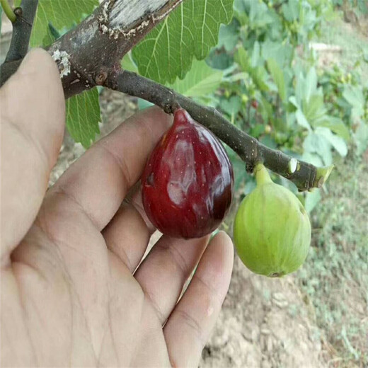 绵阳市无花果树苗价格100棵起售