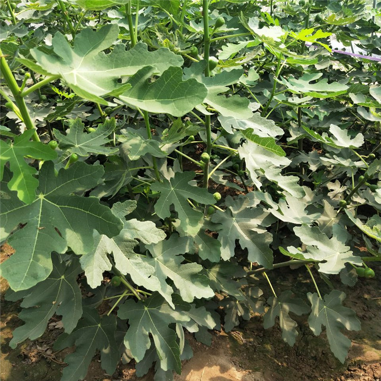 唐山市无花果的种植种植技术指导