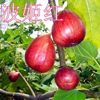 张家口市无花果种植价格透明