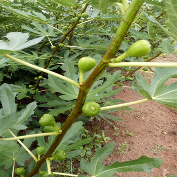 商丘市无花果保姆式扶持