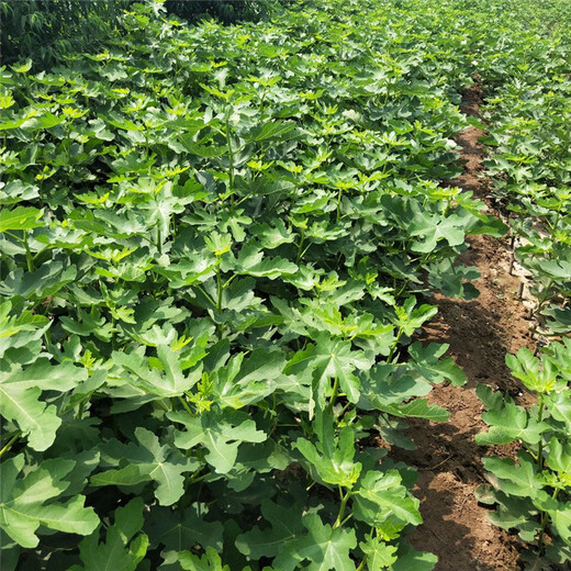 锡林郭勒无花果种植几年结果