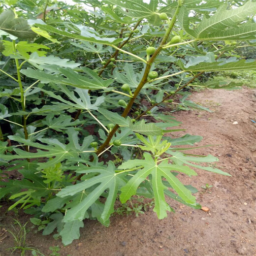 葫芦岛市无花果树苗品种种植示范基地