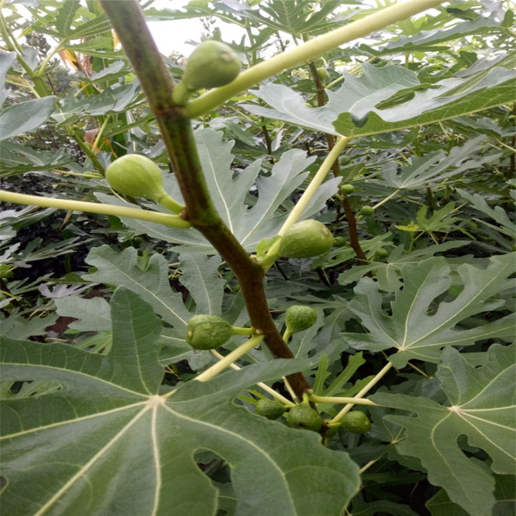 宿州市无花果树的繁殖免费提供技术