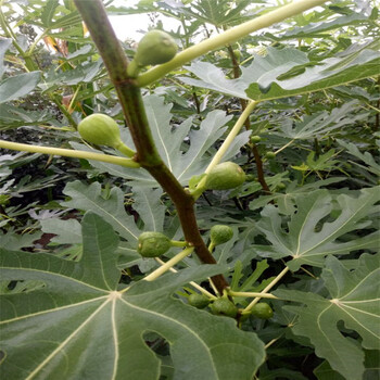 许昌市盆栽无花果树一亩地需要种多少