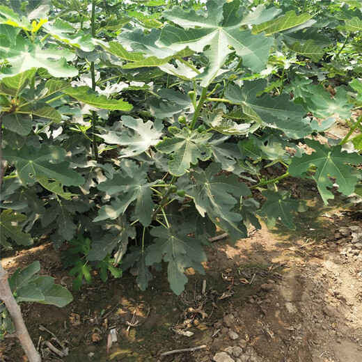 唐山市无花果的种植方法几年结果