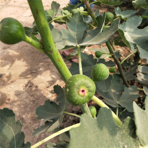 随州市无花果树苗种植方法一亩地需要种多少