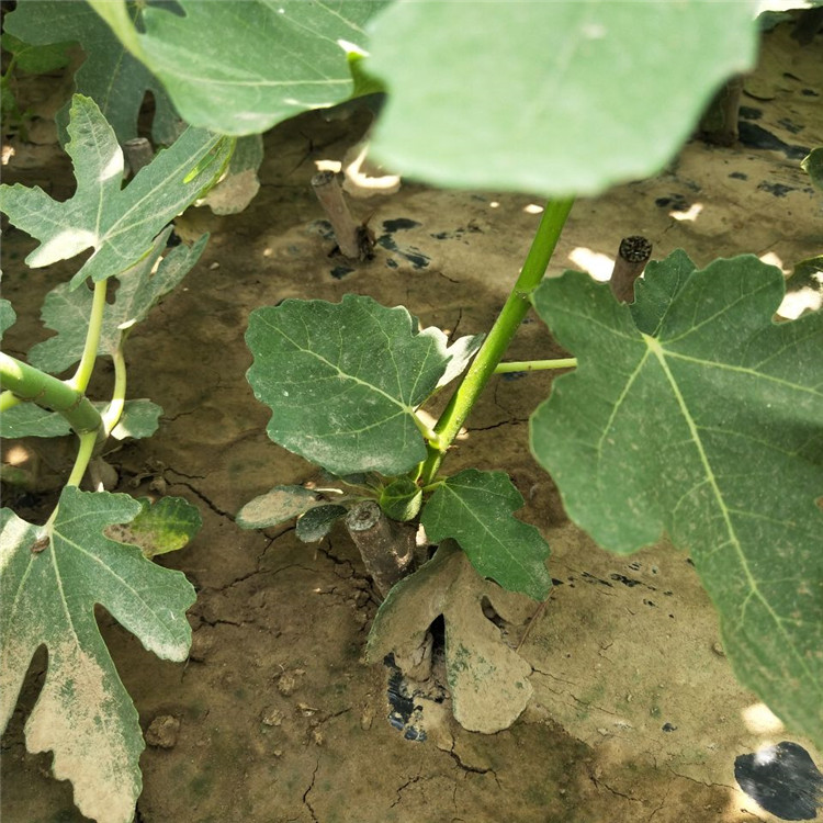 锡林郭勒无花果种植种植