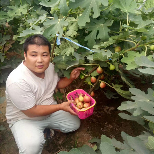 六盘水市无花果树修剪视频教程超厂家